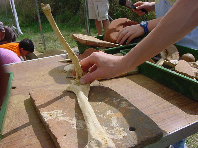 Articulated arm bones