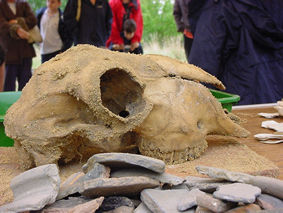 Sheeps skull